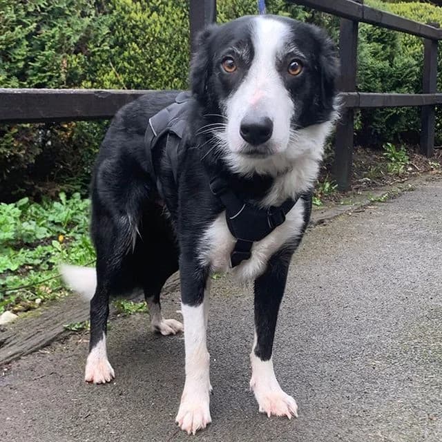 Jerry, male 3yo Collie for adoption at Many Tears Animal Rescue, Llanelli