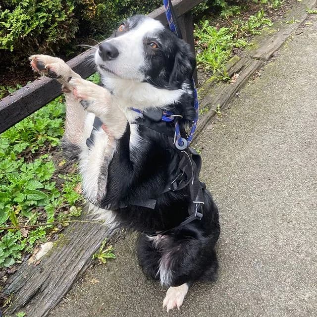Jerry, male Collie for adoption at Many Tears Animal Rescue, Llanelli — photo 3 of 3