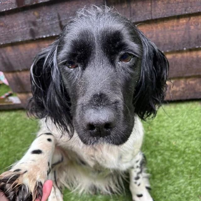 Clippa,  (Many Tears Animal Rescue)