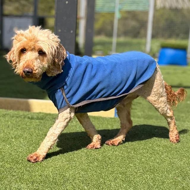 Cwtch, female Cockapoo for adoption at Many Tears Animal Rescue, Llanelli