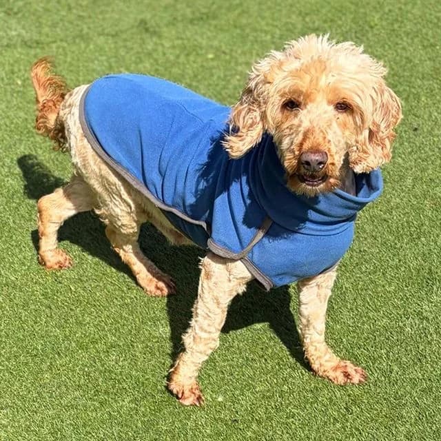 Cwtch, female Cockapoo for adoption at Many Tears Animal Rescue, Llanelli — photo 2 of 4