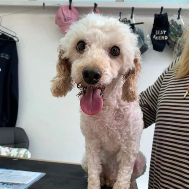Colin, male Poodle for adoption at Many Tears Animal Rescue, Llanelli