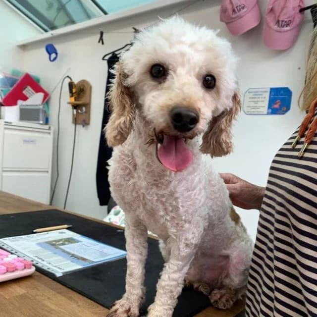 Colin, male Poodle for adoption at Many Tears Animal Rescue, Llanelli — photo 2 of 3