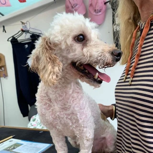Colin, male Poodle for adoption at Many Tears Animal Rescue, Llanelli — photo 3 of 3