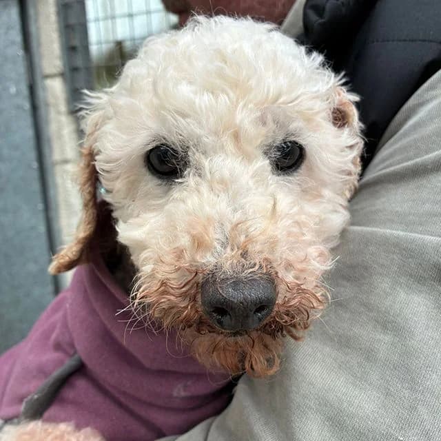 Conny, female 7yo Poodle for adoption at Many Tears Animal Rescue, Llanelli