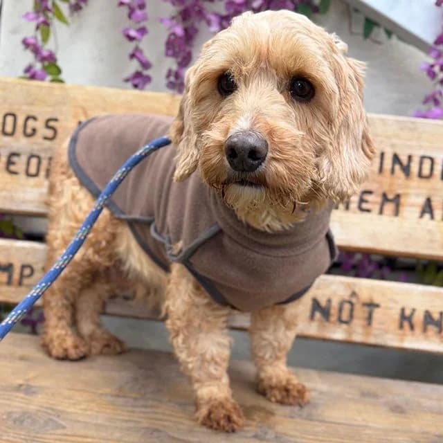 Coral, female Cockapoo for adoption at Many Tears Animal Rescue, Llanelli