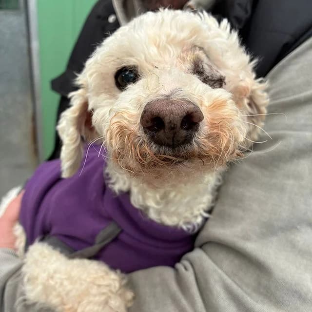 Coan, male Poodle for adoption at Many Tears Animal Rescue, Llanelli — photo 2 of 3