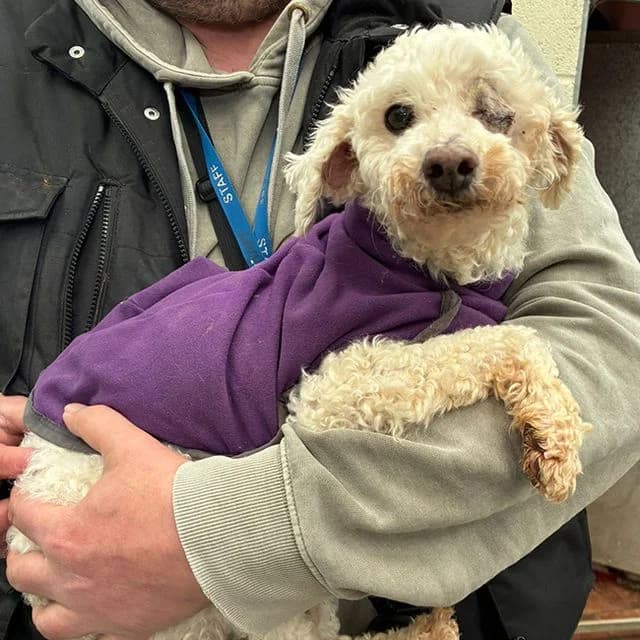 Coan, male Poodle for adoption at Many Tears Animal Rescue, Llanelli — photo 3 of 3