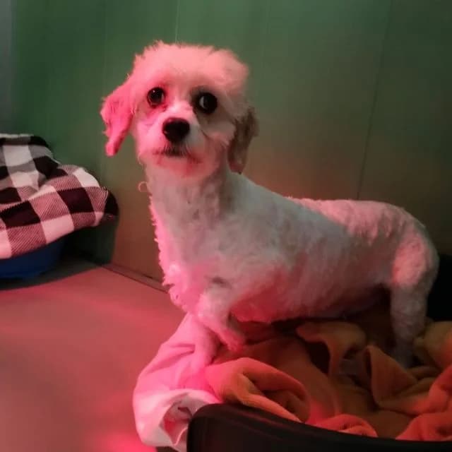 Carry, female Cavapoo for adoption at Many Tears Animal Rescue, Llanelli