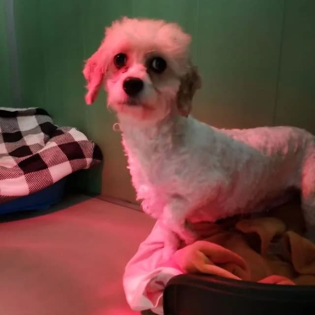 Carry, female Cavapoo for adoption at Many Tears Animal Rescue, Llanelli — photo 2 of 2