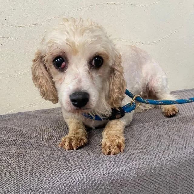 Cassy,  (Many Tears Animal Rescue)