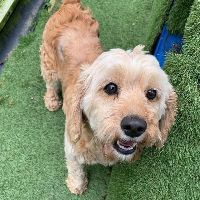 Cizzy, female 7yo Cavapoo for adoption at Many Tears Animal Rescue, Llanelli