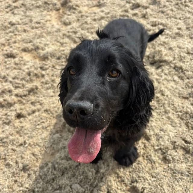 Bonnie, female 5yo Cocker Spaniel for adoption at Many Tears Animal Rescue, Llanelli