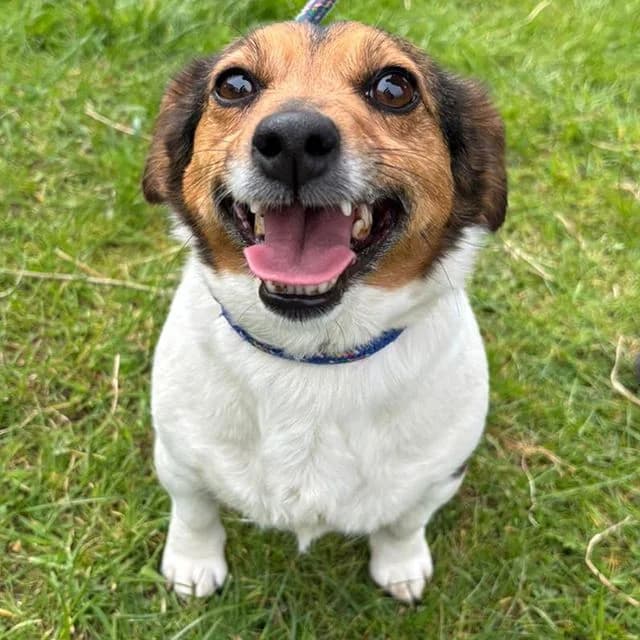 Tilly, female Jack Russell Terrier for adoption at Many Tears Animal Rescue, Llanelli