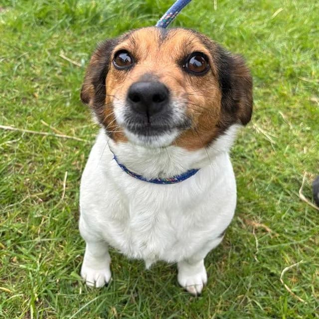 Tilly, female Jack Russell Terrier for adoption at Many Tears Animal Rescue, Llanelli — photo 2 of 4