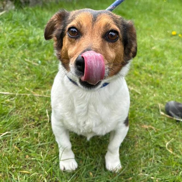 Tilly, female Jack Russell Terrier for adoption at Many Tears Animal Rescue, Llanelli — photo 3 of 4