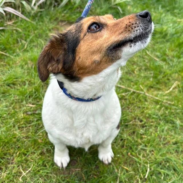 Tilly, female Jack Russell Terrier for adoption at Many Tears Animal Rescue, Llanelli — photo 4 of 4