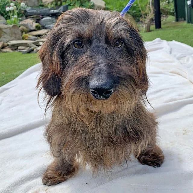 Henry, male Dachshund for adoption at Many Tears Animal Rescue, Llanelli
