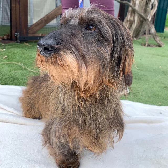 Henry, male Dachshund for adoption at Many Tears Animal Rescue, Llanelli — photo 2 of 4