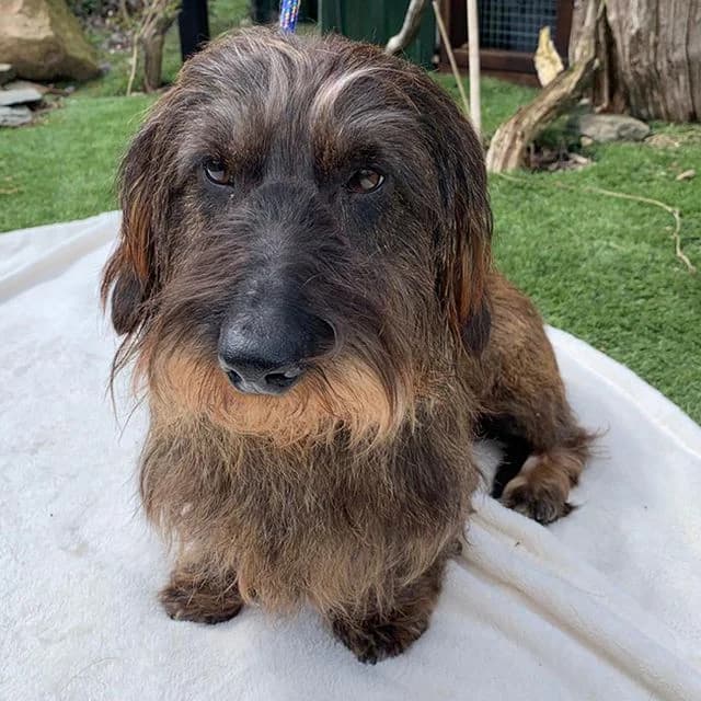 Henry, male Dachshund for adoption at Many Tears Animal Rescue, Llanelli — photo 3 of 4