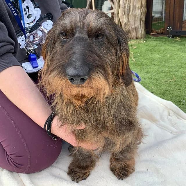 Henry, male Dachshund for adoption at Many Tears Animal Rescue, Llanelli — photo 4 of 4