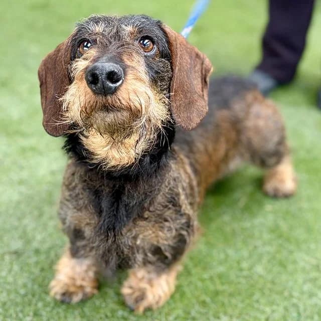Happy, female 5yo Dachshund for adoption at Many Tears Animal Rescue, Llanelli