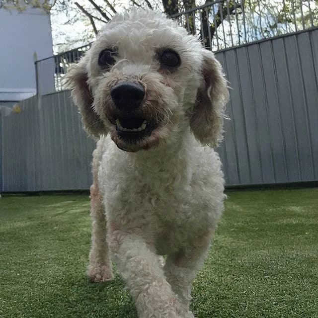 Beth, female Bichon Frisé for adoption at Many Tears Animal Rescue, Llanelli
