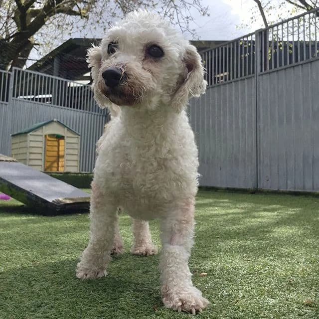 Beth, female Bichon Frisé for adoption at Many Tears Animal Rescue, Llanelli — photo 2 of 3