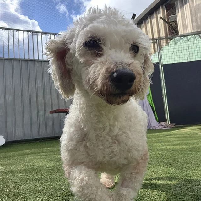 Beth, female Bichon Frisé for adoption at Many Tears Animal Rescue, Llanelli — photo 3 of 3