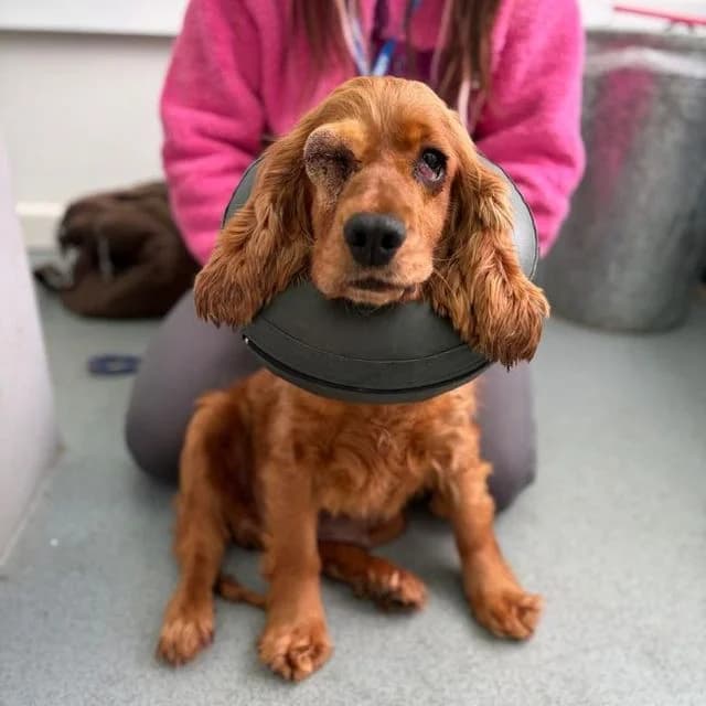 Ava, female Cocker Spaniel for adoption at Many Tears Animal Rescue, Llanelli