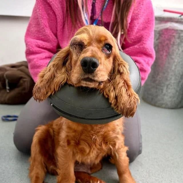 Ava, female Cocker Spaniel for adoption at Many Tears Animal Rescue, Llanelli — photo 2 of 3