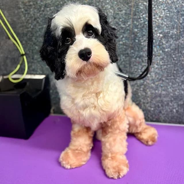 Apple, male Cavapoo for adoption at Many Tears Animal Rescue, Llanelli