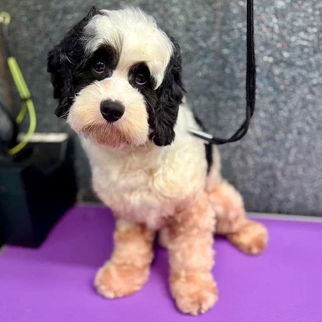 Apple, male Cavapoo for adoption at Many Tears Animal Rescue, Llanelli — photo 2 of 3