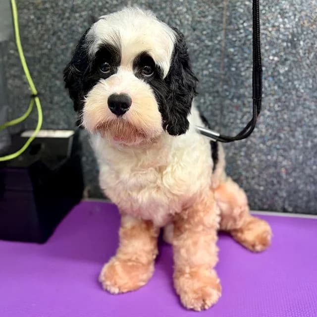 Apple, male Cavapoo for adoption at Many Tears Animal Rescue, Llanelli — photo 3 of 3