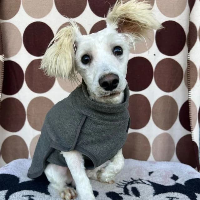 Calico, male mixed breed for adoption at Many Tears Animal Rescue, Llanelli