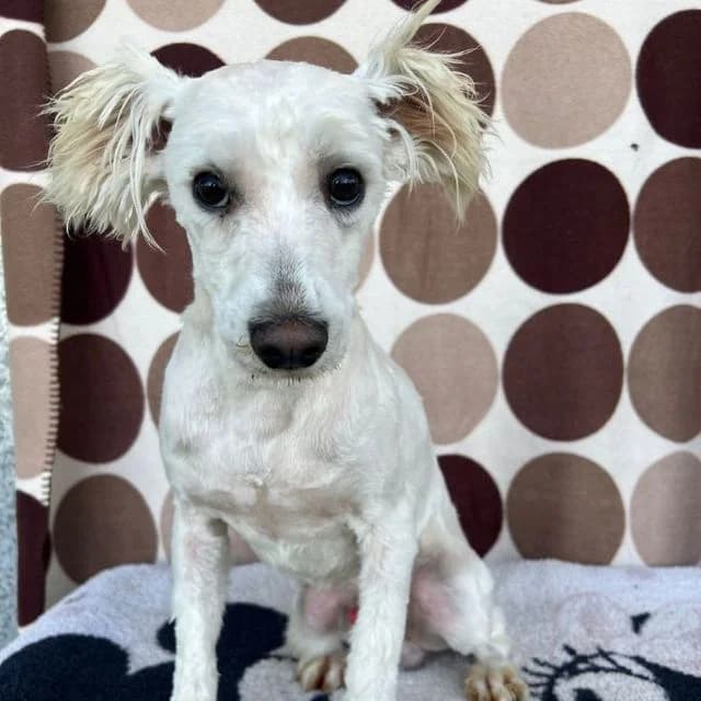 Calico, male mixed breed for adoption at Many Tears Animal Rescue, Llanelli — photo 2 of 4