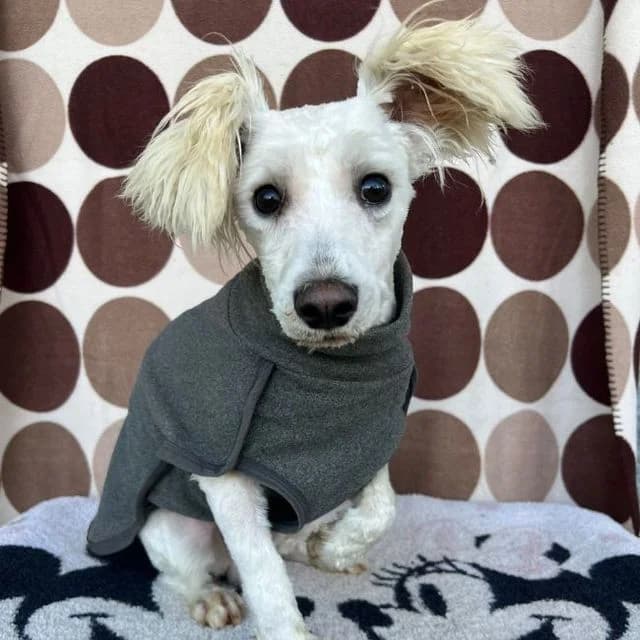 Calico, male mixed breed for adoption at Many Tears Animal Rescue, Llanelli — photo 3 of 4