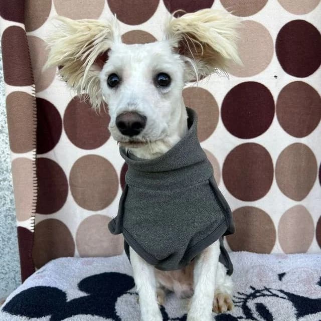 Calico, male mixed breed for adoption at Many Tears Animal Rescue, Llanelli — photo 4 of 4