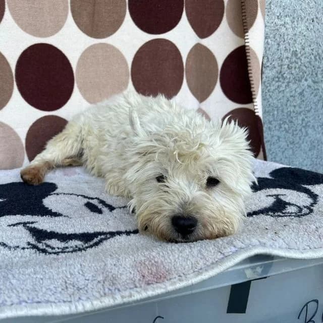 Coffee, male West Highland White Terrier for adoption at Many Tears Animal Rescue, Llanelli