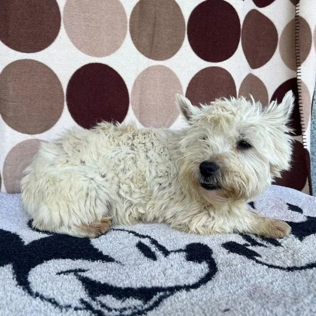 Coffee, male West Highland White Terrier for adoption at Many Tears Animal Rescue, Llanelli — photo 2 of 3
