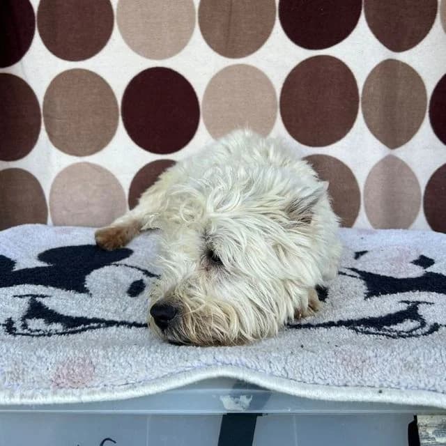 Coffee, male West Highland White Terrier for adoption at Many Tears Animal Rescue, Llanelli — photo 3 of 3