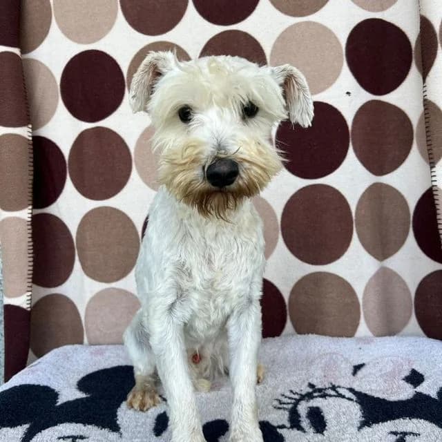 Christen, male West Highland White Terrier for adoption at Many Tears Animal Rescue, Llanelli