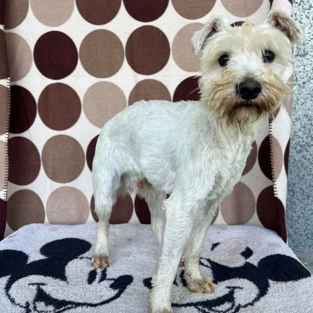 Christen, male West Highland White Terrier for adoption at Many Tears Animal Rescue, Llanelli — photo 2 of 3