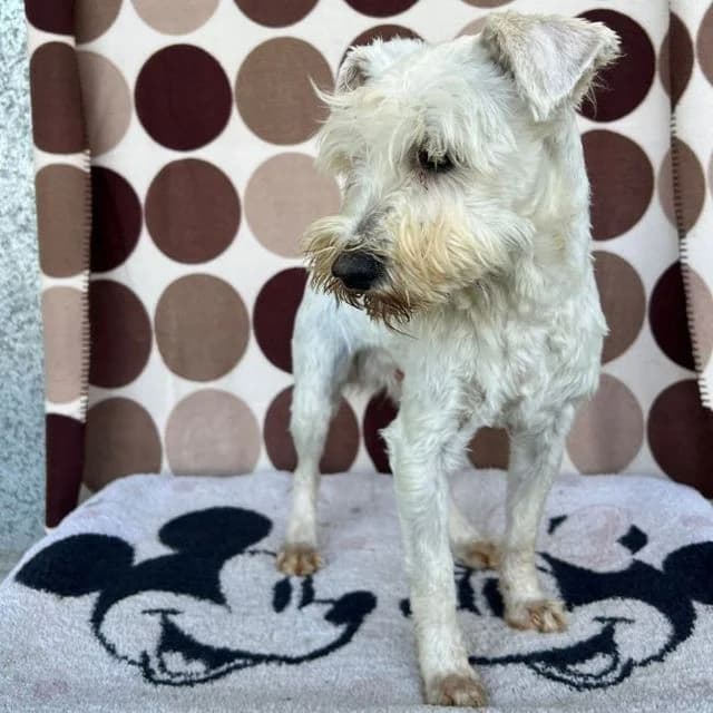Christen, male West Highland White Terrier for adoption at Many Tears Animal Rescue, Llanelli — photo 3 of 3