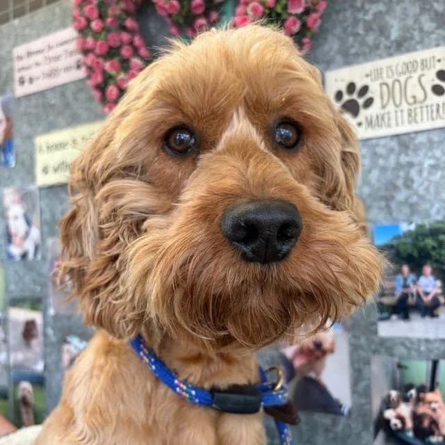 Gemma, female 3yo Cockapoo for adoption at Many Tears Animal Rescue, Llanelli