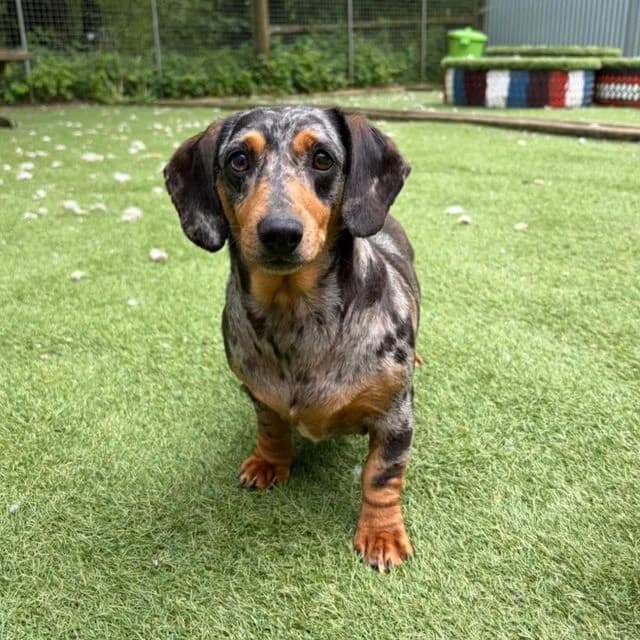 Gail, female 4yo Dachshund for adoption at Many Tears Animal Rescue, Llanelli