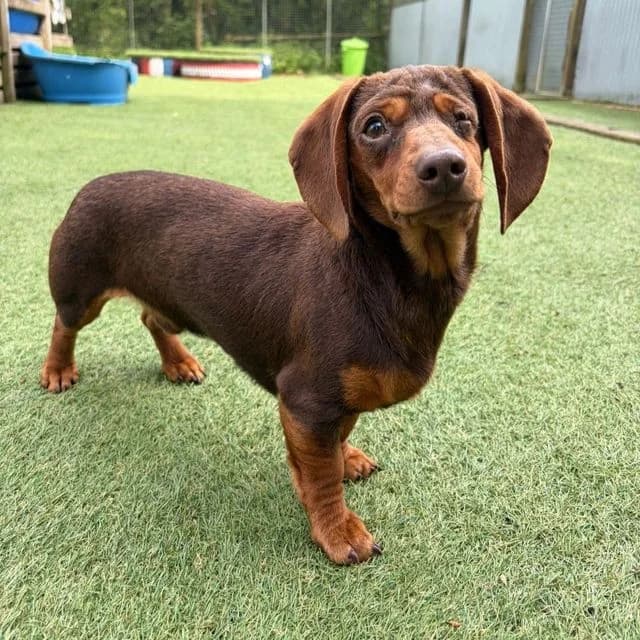 Gary, male young Dachshund for adoption at Many Tears Animal Rescue, Llanelli