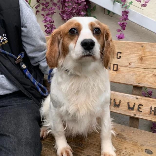 Gloria, female 3yo Cavalier King Charles Spaniel for adoption at Many Tears Animal Rescue, Llanelli