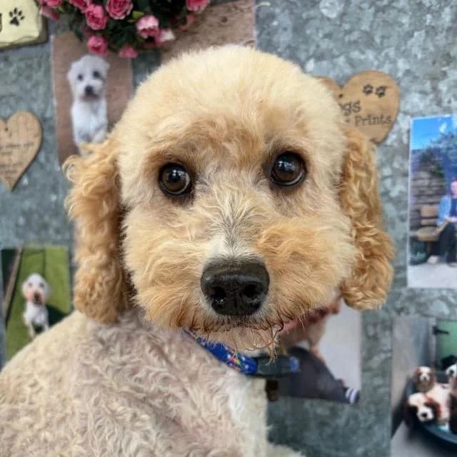 Grape, female senior Poodle for adoption at Many Tears Animal Rescue, Llanelli