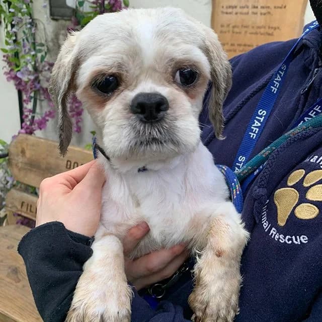 Sally, female 6yo Shih Tzu for adoption at Many Tears Animal Rescue, Llanelli